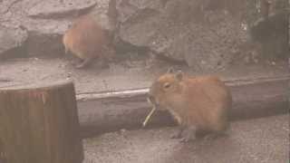 カピバラ　（シャボテン公園篇）とられちゃった・・・