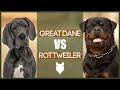 GREAT DANE VS ROTTWEILER