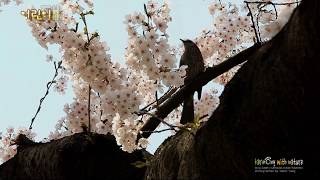 서울 어린이대공원 벚꽃 (Seoul Children's Grand Park Cherry Blossoms)