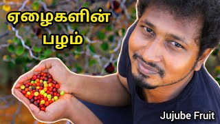 ஏழைகளின் பழம் Jujube Fruit Harvesting | இலந்தை பழம் | Travel stories 03