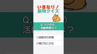 【動物クイズ】うさぎの活動時間⏱は？#shorts