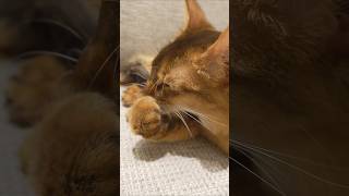 座椅子の上で毛づくろいする猫さん。　#cat #猫カフェ #猫動画　#ソマリ