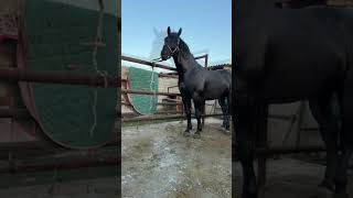 #kokparkazaxstan #horse #fypシ゚viral #rek #kazakhistan #shorts