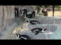 ケープペンギンの様子をお届け【‎2024年‎】【未公開編】【上野動物園】