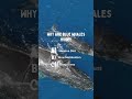 why are blue whales huge bluewhale oceancreatures viralshorts whales