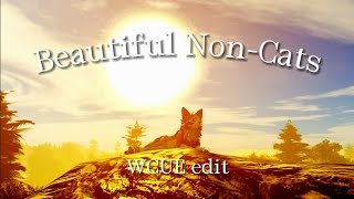 🌟 Beautiful Non-Cats | WCUE edit