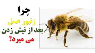 چرا زنبور عسل بعد از نیش زدن می میرد؟