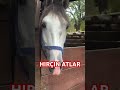 hirÇin at muhteŞem at sesİ maŞallah Çok harekrtlİ keşfet horse atlar