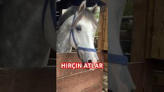 HIRÇIN AT MUHTEŞEM AT SESİ MAŞALLAH ÇOK HAREKRTLİ #keşfet #horse #atlar