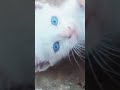 Gato branco dos olhos azuis