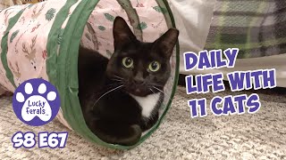 A Noisy New Year, Daily Life With 11 Cats - Lucky Ferals Cat Vlog S8 E67