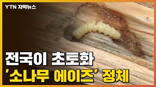 [자막뉴스] 치료약도 없는데...전국 초토화시킨 '소나무 에이즈'의 정체 / YTN