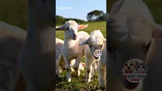 Adorable Baby Goats Playing on the Farm – Cutest Moments Ever! 🐐❤️