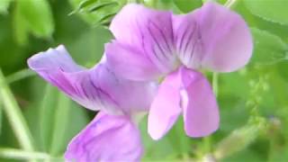 Vetch plants -  Vicia sativa - Fóðurflækja  - Niturtillífun - Villijurt - Ertublómaætt