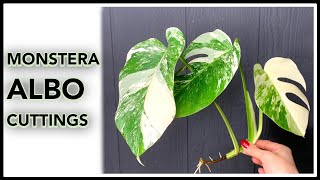 How to Grow Variegated Monstera from Cutting
