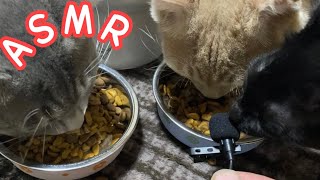 【ASMR】カリカリを食べる子猫達とワンコの咀嚼音を撮ってみた。