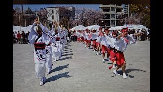 2018年 浅草　桜橋 花まつり