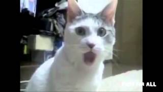 Cat singing opera