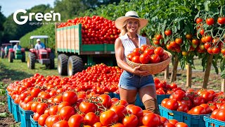 Tomatoes Farming - Tomatoes Harvesting \u0026 Canned Tomatoes Prosessed 🍅  | Agriculture Technology