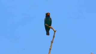 Oriental Dollarbird