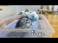 ペットの気持ちを解説 ブログ 3「マメルリハインコがご機嫌に水浴びしている時に呼ばれてとった行動を代弁」