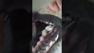 dog shows teeth when happy #shorts#youtube#shortsvideo