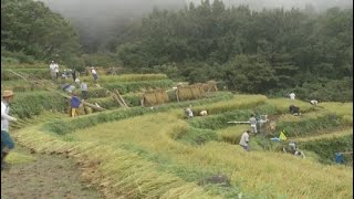 石部の棚田でコメを収穫　静岡・松崎町