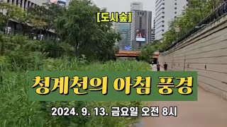 [도시숲] 서울 청계천의 아침 풍경 🏞️ 2024. 9. 13. 금요일 오전 8시 촬영 📽️