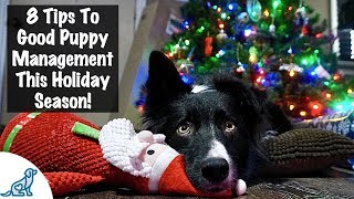 Puppy Training Basics - The Busy Holiday Season - Professional Dog Training Tips