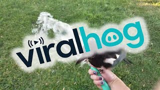 Friendly Magpie Takes a Bath || ViralHog