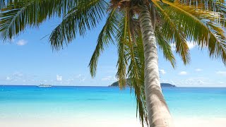 Breezy Tropical Palm Tree | Ocean sounds for deep relaxation | HD