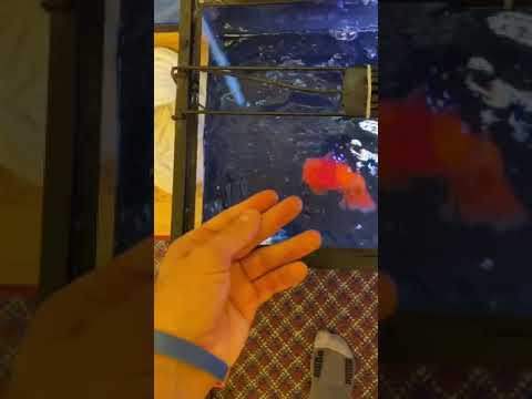 Can you kill a goldfish by overfeeding?