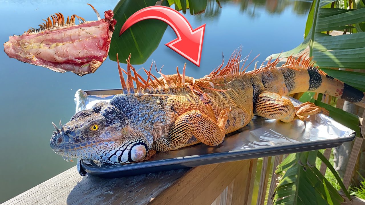 Catch Cook Invasive Green Iguana Youtube