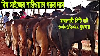 ৩০ সে মার্চ ২০২২ বুধবার। লটে বিগ সাইজের  শাহীওয়াল গরুর দাম। রাজশাহী সিটি হাট। City hat.