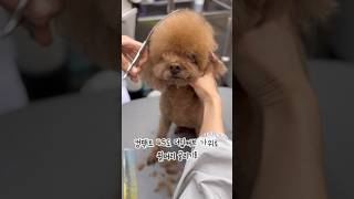 가위 3자루로 푸들 곰돌이컷 완성하기✂️ #푸들미용 #푸들 #강아지미용 #귀여운강아지