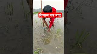 বিশাল বড় #fishing #villagefishing #fishingtechniques #fish