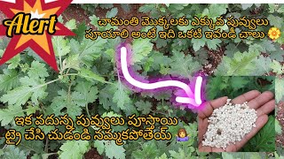 చామంతి పువ్వులు ఎక్కువ పూయాలంటే #How to get more flowers in Chamanthi plant- #Chysanthemum plant🏵✨️