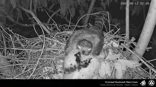 2020.6.12台北植物園鳳頭蒼鷹巢位直播　Crested Goshawk Nest Cam, Taipei Botanical Garden  福媽睡覺還不忘幫大福理毛