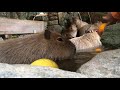 カピバラのザボン湯 capybara citrus bath