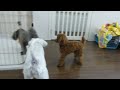 犬のようちえん高槻教室★フリータイム20140408