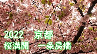 2022年3月25日（金）京都市内　サクラ満開【一条戻橋】4月上旬が見ごろの【平野神社】