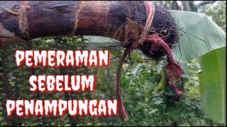 pemeraman menggunakan daun sintrong || cara pemeraman untuk melancarkan air nira