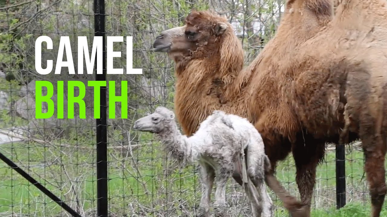 Your Toronto Zoo Welcomes Bactrian Camel Baby! - YouTube