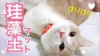 珪藻土マットにとろける猫【モカラテミルクのほっとＴＩＭＥ#８５】