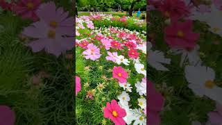 🌸 Admiring this beautiful Cosmos display in Abbey Gardens, Winchester 🌸 #plantsngardens 💚 #cosmos