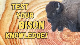 Bison Quiz!