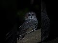 mottled wood owl kollikuravan കാലൻകോഴി തച്ചൻ കോഴി നെടിലാൻ