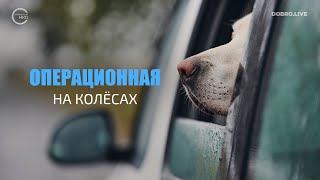 В Пензенской области появится мобильный центр стерилизации животных