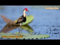 all jacana species types of jacanas jacanas jacana bird