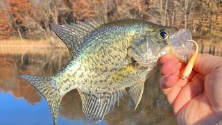 Sippo Lake Crappie 11/19/23